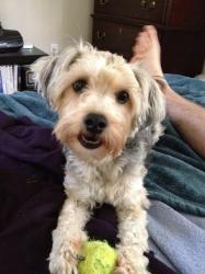 gotpoodles - charity reviews, charity ratings, best charities, best nonprofits, search nonprofits
