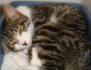 catlover - charity reviews, charity ratings, best charities, best nonprofits, search nonprofits