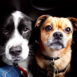 SafeDogsByTheRiver - charity reviews, charity ratings, best charities, best nonprofits, search nonprofits