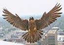 freeBIRD88 - charity reviews, charity ratings, best charities, best nonprofits, search nonprofits
