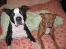 Karen Horning - charity reviews, charity ratings, best charities, best nonprofits, search nonprofits