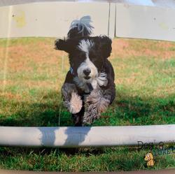 Sandy.Lee - charity reviews, charity ratings, best charities, best nonprofits, search nonprofits