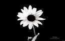 bedazzled - charity reviews, charity ratings, best charities, best nonprofits, search nonprofits