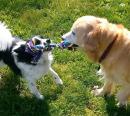 Goldie1 - charity reviews, charity ratings, best charities, best nonprofits, search nonprofits