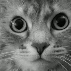 KITTENENS - charity reviews, charity ratings, best charities, best nonprofits, search nonprofits