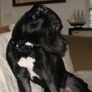 NoKillDelaware - charity reviews, charity ratings, best charities, best nonprofits, search nonprofits