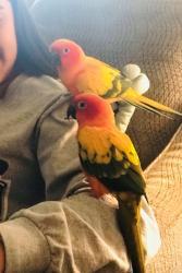 BirdLoverTina - charity reviews, charity ratings, best charities, best nonprofits, search nonprofits