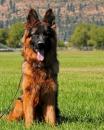 DiAlegna - charity reviews, charity ratings, best charities, best nonprofits, search nonprofits