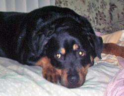 RottnLuv - charity reviews, charity ratings, best charities, best nonprofits, search nonprofits
