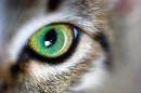 jazzcat320 - charity reviews, charity ratings, best charities, best nonprofits, search nonprofits