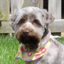 Happy Pet Mom - charity reviews, charity ratings, best charities, best nonprofits, search nonprofits
