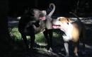 freedom4animals - charity reviews, charity ratings, best charities, best nonprofits, search nonprofits