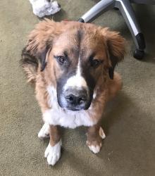 RescueOneDog - charity reviews, charity ratings, best charities, best nonprofits, search nonprofits