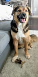choo-choo - charity reviews, charity ratings, best charities, best nonprofits, search nonprofits