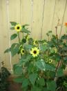 A.Liddell - charity reviews, charity ratings, best charities, best nonprofits, search nonprofits