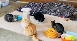 aslans-cats - charity reviews, charity ratings, best charities, best nonprofits, search nonprofits