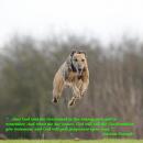 GodsCreatures - charity reviews, charity ratings, best charities, best nonprofits, search nonprofits