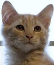 catmandude - charity reviews, charity ratings, best charities, best nonprofits, search nonprofits