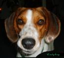 Matilda Dogwalker - charity reviews, charity ratings, best charities, best nonprofits, search nonprofits