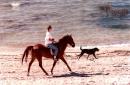 HorsesRforever - charity reviews, charity ratings, best charities, best nonprofits, search nonprofits