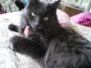 Princessthekitty - charity reviews, charity ratings, best charities, best nonprofits, search nonprofits