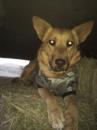 aka_charlie - charity reviews, charity ratings, best charities, best nonprofits, search nonprofits