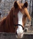 Shadee - charity reviews, charity ratings, best charities, best nonprofits, search nonprofits