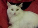 Werecat - charity reviews, charity ratings, best charities, best nonprofits, search nonprofits