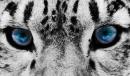 RobbieDelux - charity reviews, charity ratings, best charities, best nonprofits, search nonprofits
