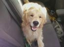 eightpaws - charity reviews, charity ratings, best charities, best nonprofits, search nonprofits