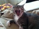 Mehitabel - charity reviews, charity ratings, best charities, best nonprofits, search nonprofits