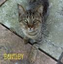becauseofbentley - charity reviews, charity ratings, best charities, best nonprofits, search nonprofits