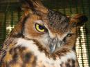 forthewildones - charity reviews, charity ratings, best charities, best nonprofits, search nonprofits