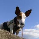 Anne495 - charity reviews, charity ratings, best charities, best nonprofits, search nonprofits