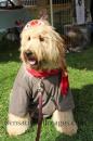 journeyspaws - charity reviews, charity ratings, best charities, best nonprofits, search nonprofits