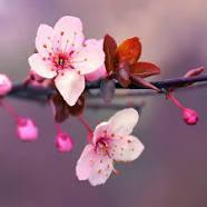 noshingtonienne - charity reviews, charity ratings, best charities, best nonprofits, search nonprofits