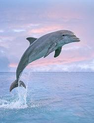 dolphin fun - charity reviews, charity ratings, best charities, best nonprofits, search nonprofits