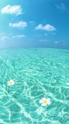 OceanSymphony - charity reviews, charity ratings, best charities, best nonprofits, search nonprofits