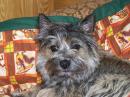 calliopecairn - charity reviews, charity ratings, best charities, best nonprofits, search nonprofits