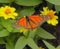Thedreamgirl - charity reviews, charity ratings, best charities, best nonprofits, search nonprofits