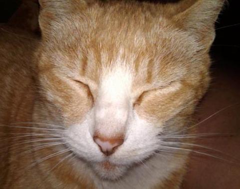 MuddyKat - charity reviews, charity ratings, best charities, best nonprofits, search nonprofits