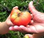 TWucherer - charity reviews, charity ratings, best charities, best nonprofits, search nonprofits