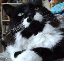 MidnightCat0615 - charity reviews, charity ratings, best charities, best nonprofits, search nonprofits