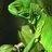 lizardmarsh - charity reviews, charity ratings, best charities, best nonprofits, search nonprofits