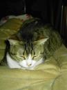 Bobster - charity reviews, charity ratings, best charities, best nonprofits, search nonprofits