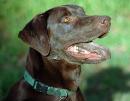 dogtripper - charity reviews, charity ratings, best charities, best nonprofits, search nonprofits