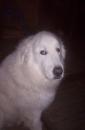 patouthepyr - charity reviews, charity ratings, best charities, best nonprofits, search nonprofits