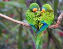 Parrot Lovers - charity reviews, charity ratings, best charities, best nonprofits, search nonprofits