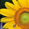 Foundation for Photo/Art in Hospitals - charity reviews, charity ratings, best charities, best nonprofits, search nonprofits