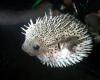 WaterBuddy-Pufferfish - charity reviews, charity ratings, best charities, best nonprofits, search nonprofits